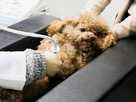 宠物B超犬用B超机诊断母犬早孕