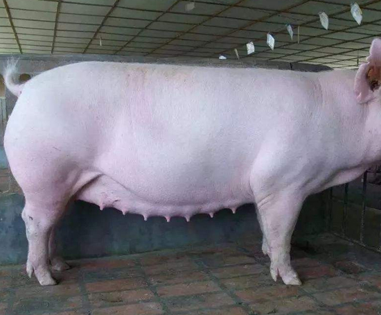 母猪用的猪做B超机测孕仪器检测